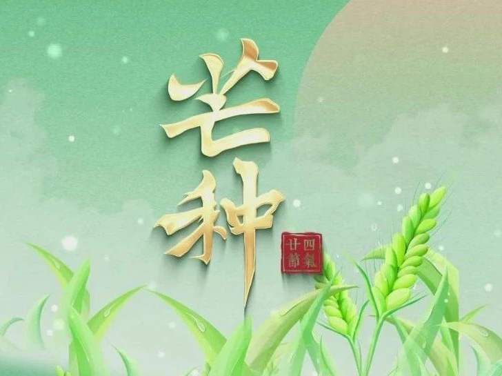 博恩医疗|二十四节气-芒种