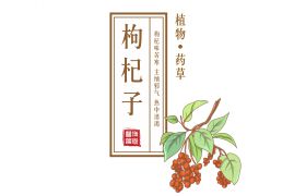 国医文化 ∣ 能补血生营，热中消渴的枸杞子