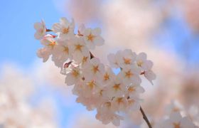 节气∣春分：春风十里，繁华尽染
